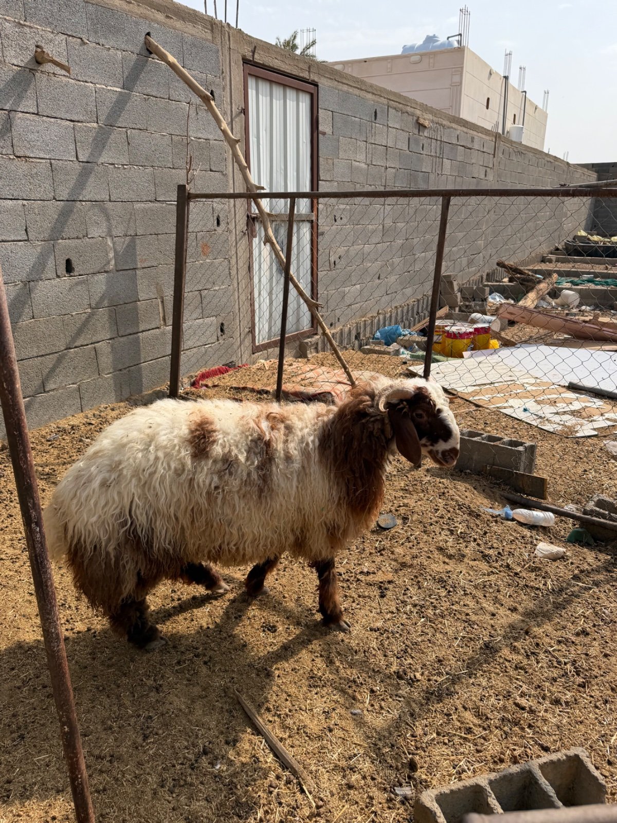 خروف - صورة 2