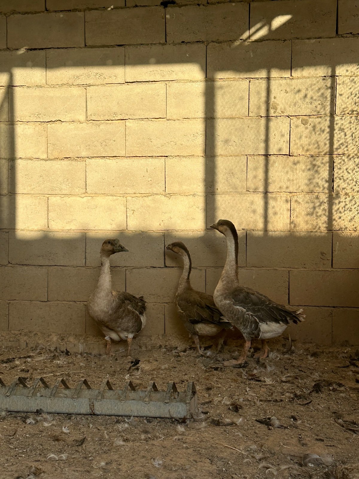 وز عراقي اصلي - صورة 2