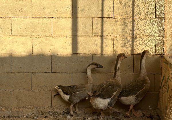 وز عراقي اصلي